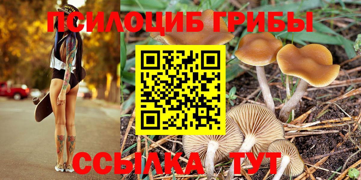 Галлюциногенные грибы Psilocybe Зеленокумск